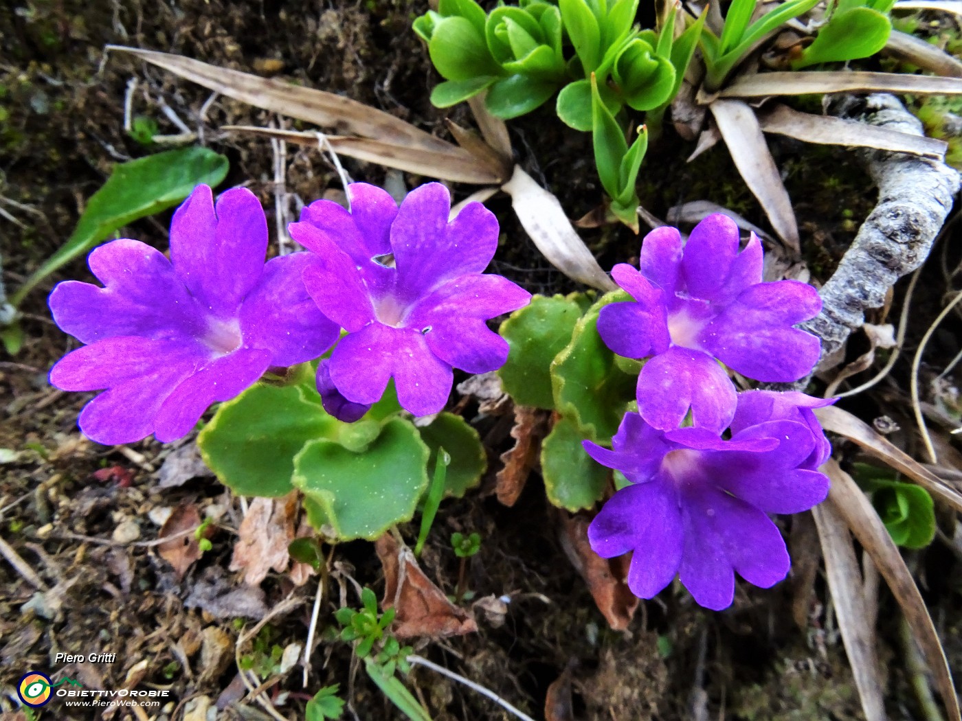 58 Primula hirsuta (Primula irsuta).JPG